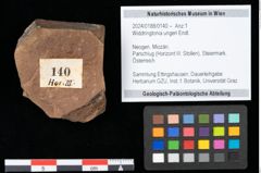 Foto (Objekt + Etikett) von Widdringtonia ungeri Endl. (NHMW-GEO-2024-0188-0140)